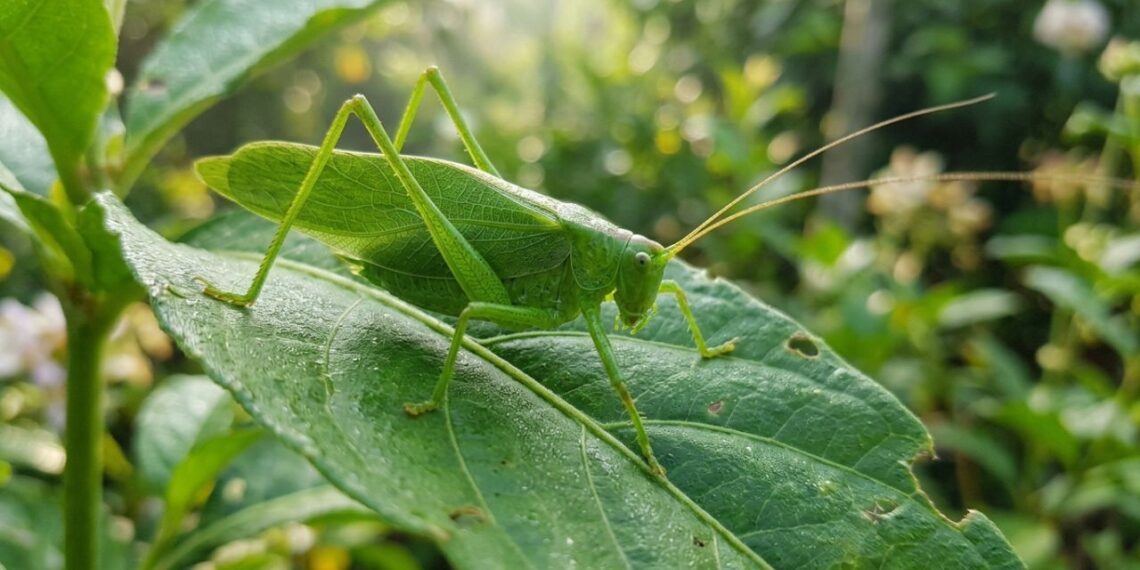Se você encontrar este inseto verde camuflado perfeitamente na folhagem, nós lhe diremos o que isso significa e por que é algo bom