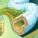 O segredo de comer repolho fermentado: como ele pode proteger seu intestino