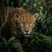 Mordida mais poderosa do mundo felino: o segredo da sobrevivência do maior felino das Américas