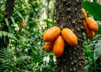 A fruta nativa que tem cor laranja vibrante e sabor de mamão com maracujá e que poucos brasileiros conhecem
