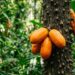 A fruta nativa que tem cor laranja vibrante e sabor de mamão com maracujá e que poucos brasileiros conhecem