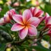 A árvore perfumada mais clássica para cultivar no quintal: como cuidar e fazer esta espécie florir no verão