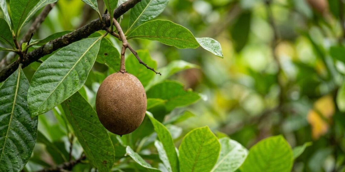 A fruta curiosa que tem cor marrom manchada e sabor de maçã fermentada e que poucos brasileiros conhecem