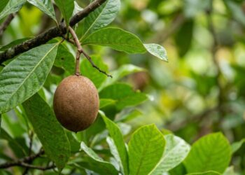 A fruta curiosa que tem cor marrom manchada e sabor de maçã fermentada e que poucos brasileiros conhecem