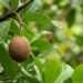 A fruta curiosa que tem cor marrom manchada e sabor de maçã fermentada e que poucos brasileiros conhecem