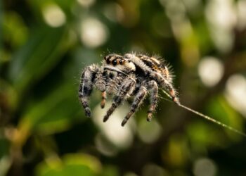 A aranha que salta 50 vezes o próprio tamanho e como ela controla cada pulo