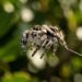 A aranha que salta 50 vezes o próprio tamanho e como ela controla cada pulo