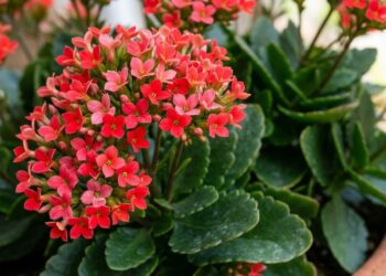 Saiba como decorar o ambiente interno com uma espécie resistente e duradoura que floresce perfeitamente no frio