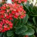 Saiba como decorar o ambiente interno com uma espécie resistente e duradoura que floresce perfeitamente no frio