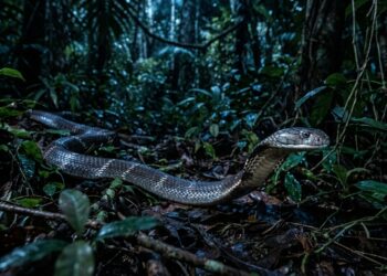 A serpente que consegue viajar 10 quilômetros em uma noite