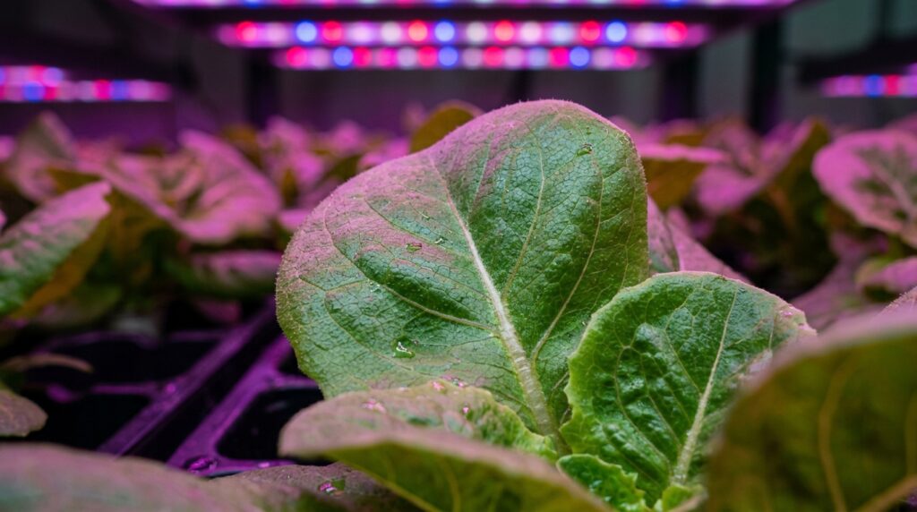 Apartamento sem janela e luz natural? Alface cresce saudável e vigor com lâmpada LED 20W