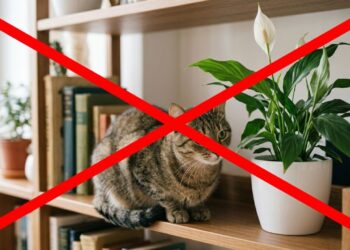 Por que o lírio-da-paz é perigoso para gatos e como proteger seu pet?