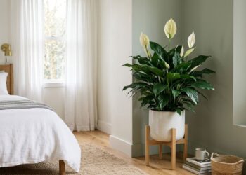 A planta purificadora mais silenciosa para cultivar no quarto: como cuidar e fazer esta planta dar flores brancas