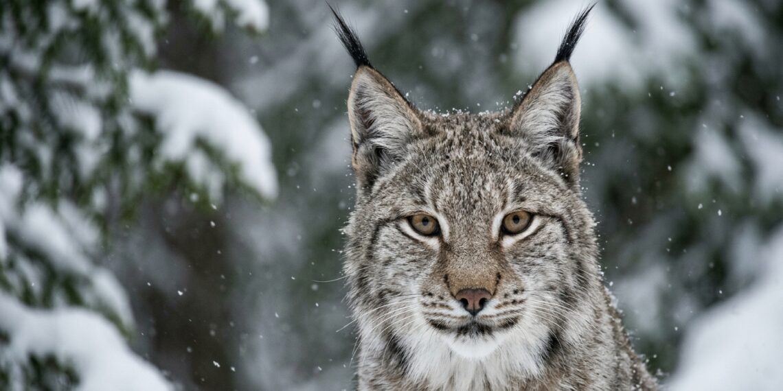 O felino que ouve o silêncio: como os tufos do lince o tornam um predador invisível
