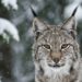 O felino que ouve o silêncio: como os tufos do lince o tornam um predador invisível