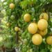 Adeus, maracujá que não dá frutos: nova técnica de polinização manual faz o pé carregar no quintal e vira febre, segundo agricultores