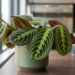 A folhagem desenhada mais elegante para cultivar no escritório: como cuidar e fazer esta planta não enrolar as pontas
