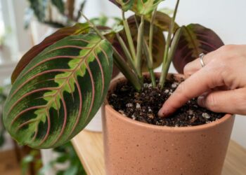 Como limpar as folhas coloridas e otimizar a drenagem sem prejudicar o crescimento interno desta planta, segundo paisagistas