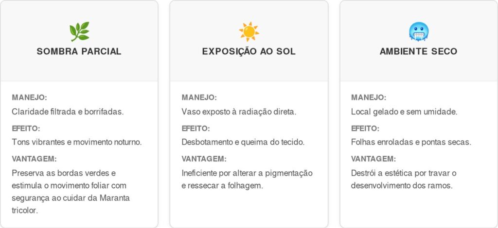 Maranta-tricolor-cart-1024x470 Como limpar as folhas coloridas e otimizar a drenagem sem prejudicar o crescimento interno desta planta, segundo paisagistas