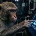 O macaco que resolve somas: a descoberta de Harvard que surpreendeu a ciência