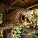 Um sinal de sorte que a natureza deixa no seu jardim e poucos sabem interpretar da maneira correta