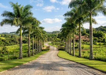 5 palmeiras nativas cujas raízes não danificam a entrada de veículos, perfeitas para portões de chácara
