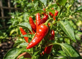 Deixar o pé de pimenta no sol pleno ou na meia-sombra: veja a diferença e qual é o impacto direto na ardência dos frutos, segundo produtores