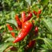 Deixar o pé de pimenta no sol pleno ou na meia-sombra: veja a diferença e qual é o impacto direto na ardência dos frutos, segundo produtores