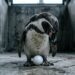 Pinguim macho que adota ovos de plástico: quando o instinto animal falha completamente
