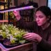 Apartamento sem janela e luz natural? Alface cresce saudável e vigor com lâmpada LED 20W