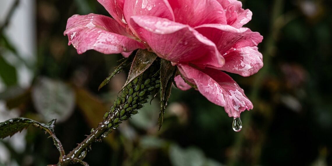 Se suas rosas amanheceram pegajosas: a culpa não é da água do vaso nem do adubo