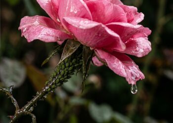 Se suas rosas amanheceram pegajosas: a culpa não é da água do vaso nem do adubo