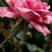 Se suas rosas amanheceram pegajosas: a culpa não é da água do vaso nem do adubo