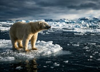 FO que acontece com o urso polar quando o gelo simplesmente some no verão