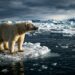 FO que acontece com o urso polar quando o gelo simplesmente some no verão