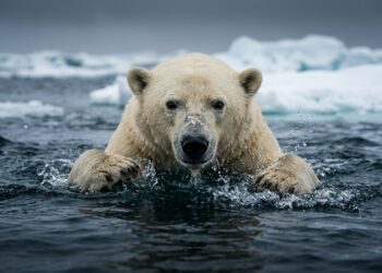 687 km sem descanso: a jornada impressionante do urso polar que a ciência ainda tenta explicar