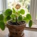 Sua planta está com as bordas marrons? O erro está na adubação e você precisa agir contra o dano nas pontas das folhas agora