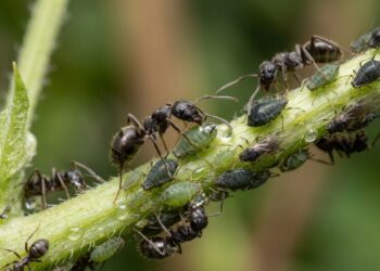 Especialistas recomendam ficar de olho nas formigas porque elas protegem os pulgões e espalham a praga pelo seu jardim