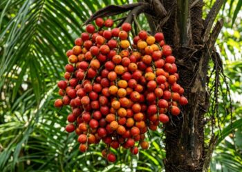 A fruta exótica que tem cor vermelho forte e sabor de castanha cozida e que poucos brasileiros conhecem