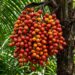 A fruta exótica que tem cor vermelho forte e sabor de castanha cozida e que poucos brasileiros conhecem