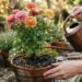 Adeus, botões murchos: nova rotina de cultivo no inverno salva seus ranúnculos, evita o acúmulo de água e garante pétalas firmes, segundo jardineiros