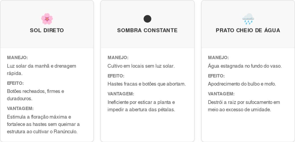 Ranunculo-cart-1024x495 Adeus, botões murchos: nova rotina de cultivo no inverno salva seus ranúnculos, evita o acúmulo de água e garante pétalas firmes, segundo jardineiros
