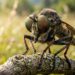 Por que o olho da mosca-do-ventre não pisca nunca: o inseto mais vigilante da natureza