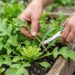 Como cultivar rúcula no inverno e garantir folha crocante e saborosa na horta.