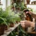 Se você tem uma samambaia sofrendo com o inverno, você tem uma planta sensível em casa: por que e para que ajustar a rega e o abrigo
