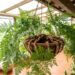 A planta pendente mais macia para cultivar na sacada: como cuidar e fazer esta espécie encher o xaxim