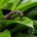 Você tem uma dessas plantas no quintal? Elas podem estar atraindo escorpiões para perto da sua família