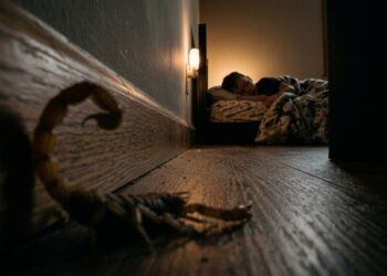 Antes de culpar o mato do vizinho, veja os 5 hábitos seus que atraem escorpiões para dentro de casa