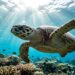 Tartaruga marinha viaja 15 mil km e retorna à mesma praia e ninguém sabe como ela faz isso