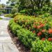 7 plantas resistentes ao sol forte cujas raízes não danificam as pedras portuguesas, perfeitas para cantos de muro